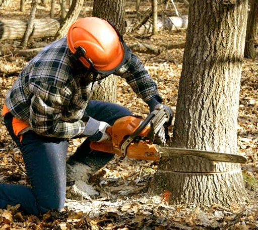 Tree Removal in Cordell, OK